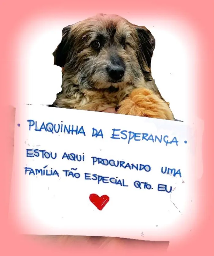 Cachorro ra a  idade 5 anos nome Thuca Pequena