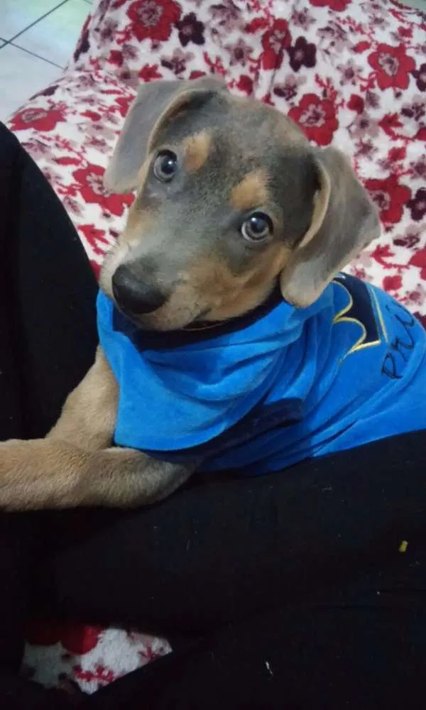 Cachorro ra a Mestiça idade 7 a 11 meses nome Dominique