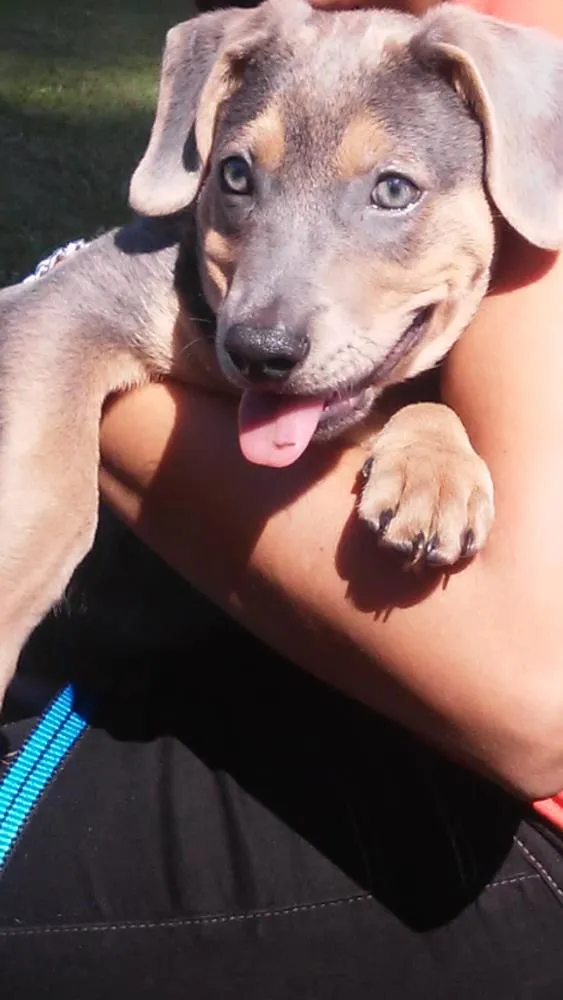 Cachorro ra a Mestiça idade 7 a 11 meses nome Dominique