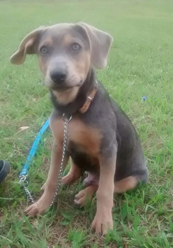 Cachorro ra a Mestiça idade 7 a 11 meses nome Dominique