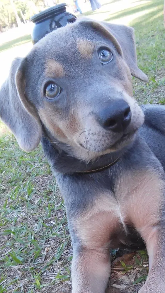 Cachorro ra a Mestiça idade 7 a 11 meses nome Dominique