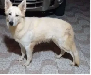 Cachorro raça Pastora Suiça idade 4 anos nome Naguini
