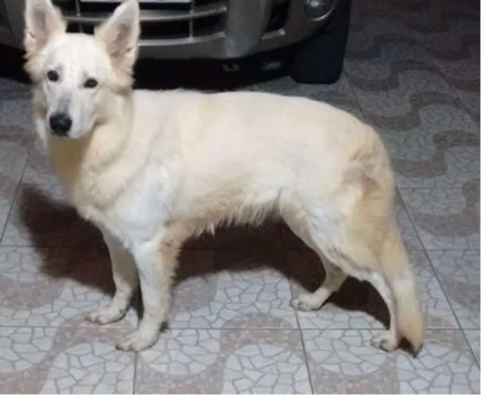 Cachorro ra a Pastora Suiça idade 4 anos nome Naguini