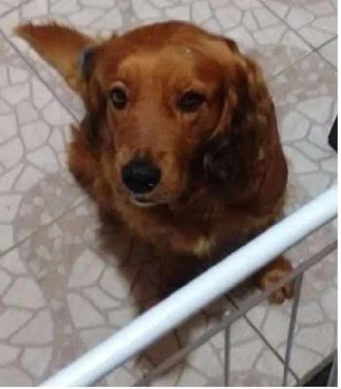 Cachorro ra a Cocker idade 4 anos nome Lilo