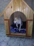 Kyara