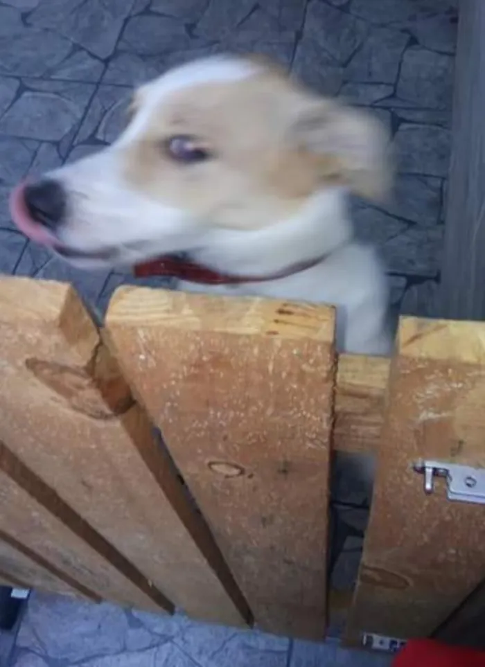 Cachorro ra a Viralata idade 7 a 11 meses nome Kyara