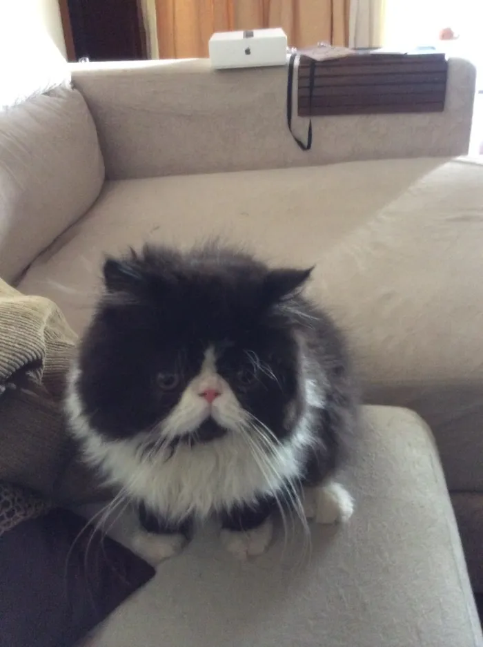 Gato ra a Persa idade 2 anos nome Frajola