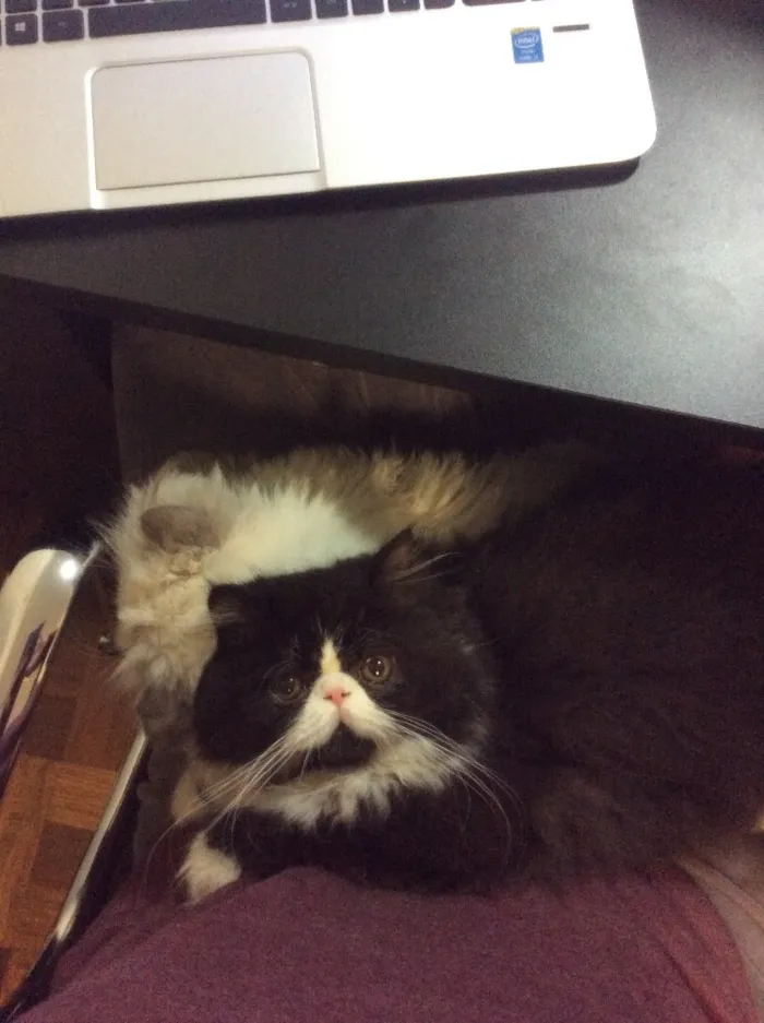 Gato ra a Persa idade 2 anos nome Frajola