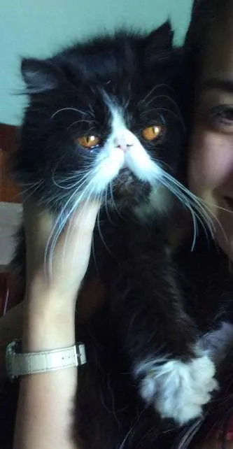 Gato ra a Persa idade 2 anos nome Frajola