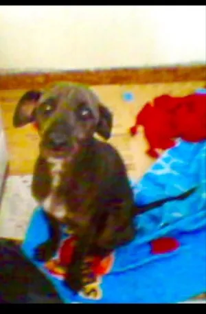 Cachorro raça Pequena  idade 1 ano nome Não sabemos 