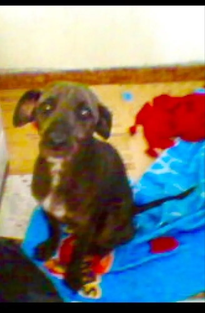 Cachorro ra a Pequena  idade 1 ano nome Não sabemos 