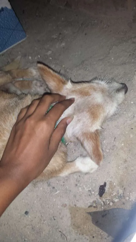 Cachorro ra a  idade  nome Não sei o nome dele 