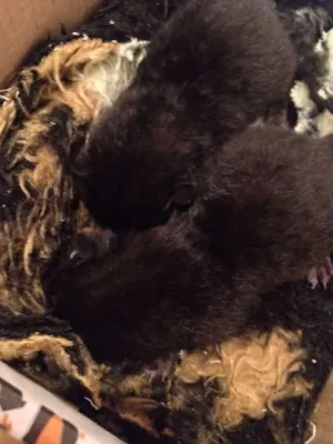 Gato raça Vira lata idade Abaixo de 2 meses nome Teresa e Amora 