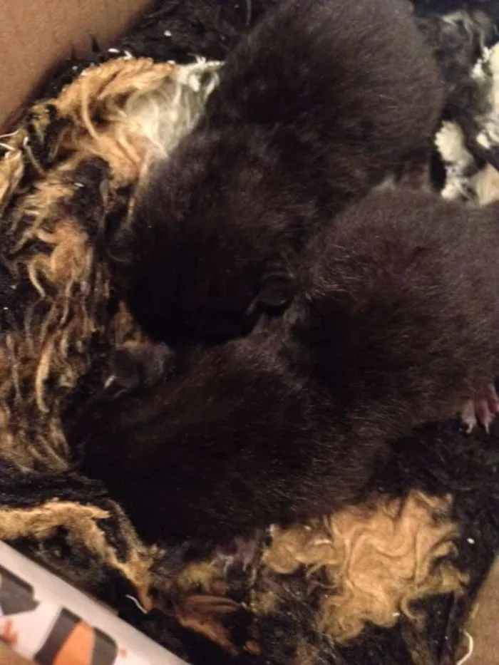 Gato ra a Vira lata idade Abaixo de 2 meses nome Teresa e Amora