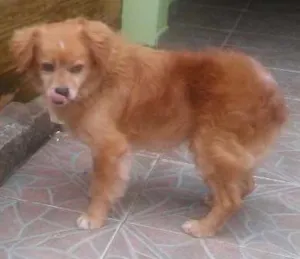 Cachorro raça SRD idade 6 ou mais anos nome SNOPY