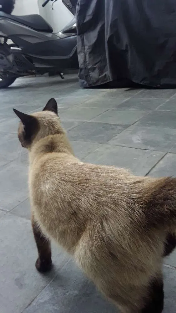 Gato ra a Siamês  idade 7 a 11 meses nome Leo
