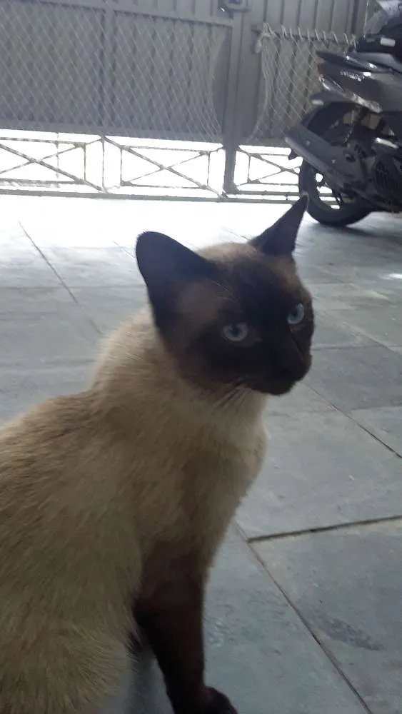 Gato ra a Siamês  idade 7 a 11 meses nome Leo