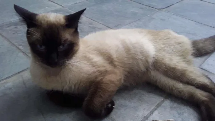 Gato ra a Siamês  idade 7 a 11 meses nome Leo
