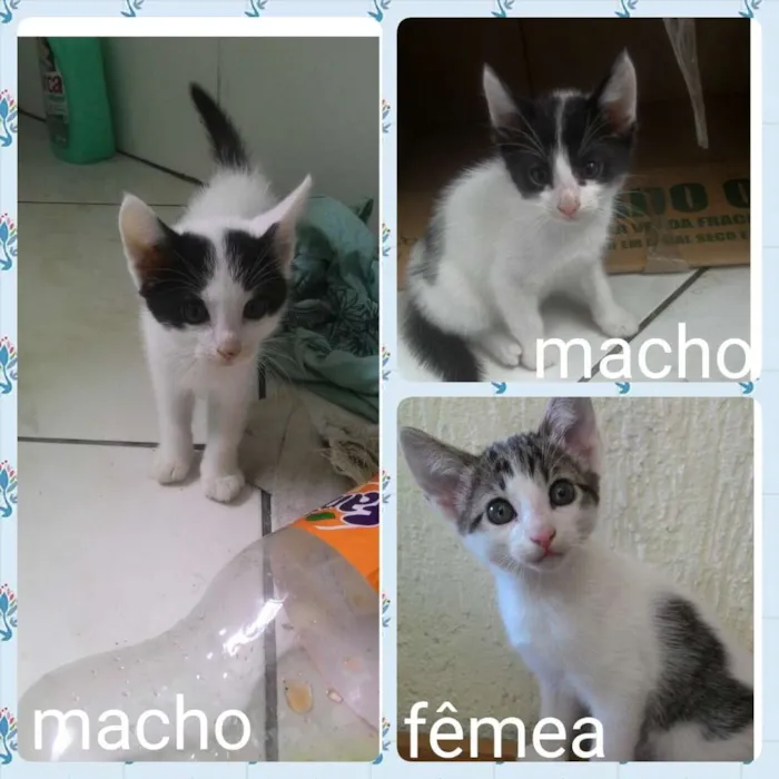 Gato ra a Srd idade Abaixo de 2 meses nome Sem nome