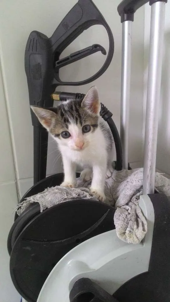 Gato ra a Srd idade Abaixo de 2 meses nome Sem nome