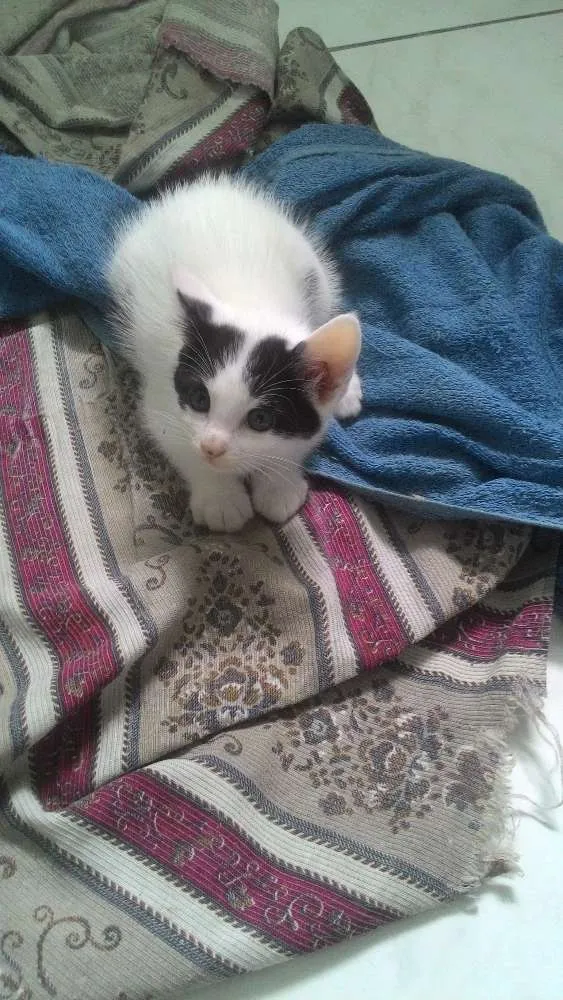 Gato ra a Srd idade Abaixo de 2 meses nome Sem nome