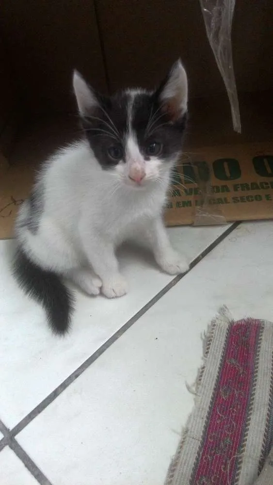 Gato ra a Srd idade Abaixo de 2 meses nome Sem nome