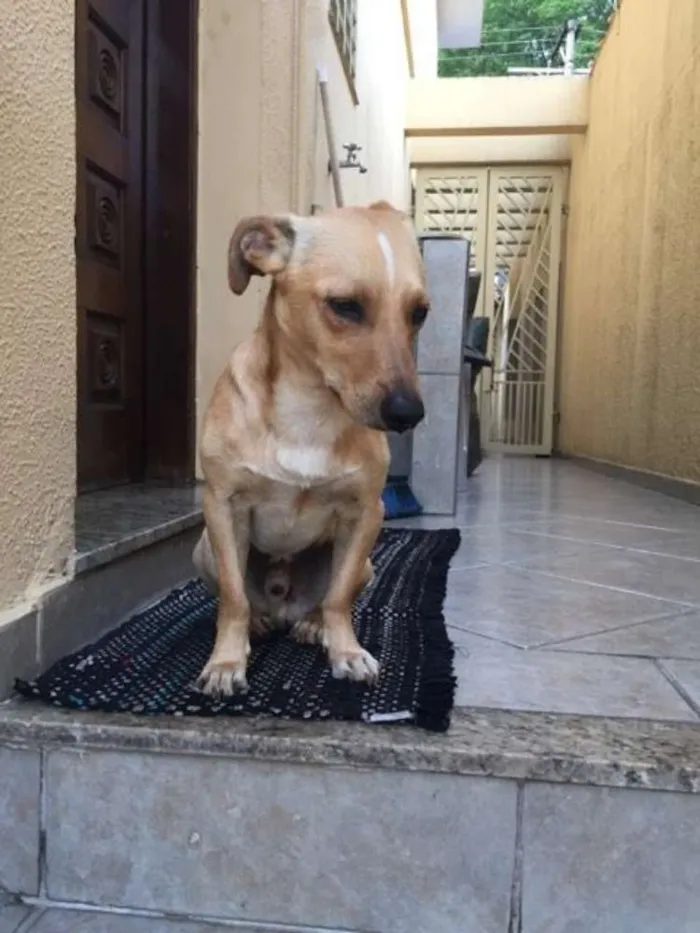 Cachorro ra a SRD idade 2 anos nome Sonna