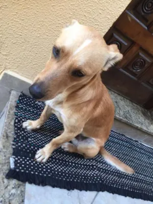 Cachorro raça SRD idade 2 anos nome Sonna