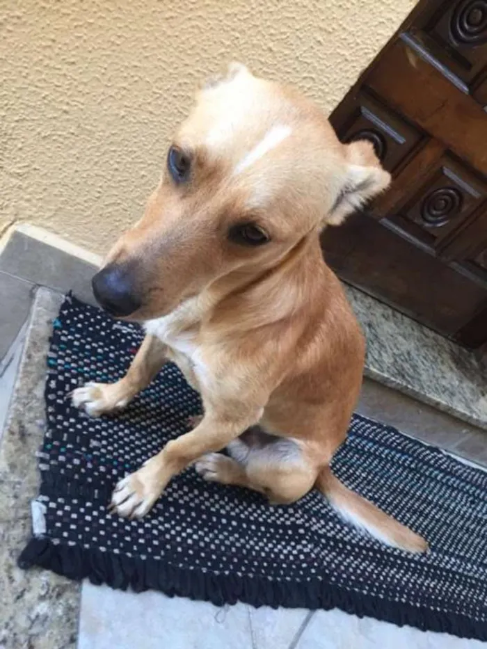 Cachorro ra a SRD idade 2 anos nome Sonna