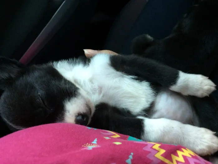 Cachorro ra a Indefinida idade 2 a 6 meses nome Sem nome