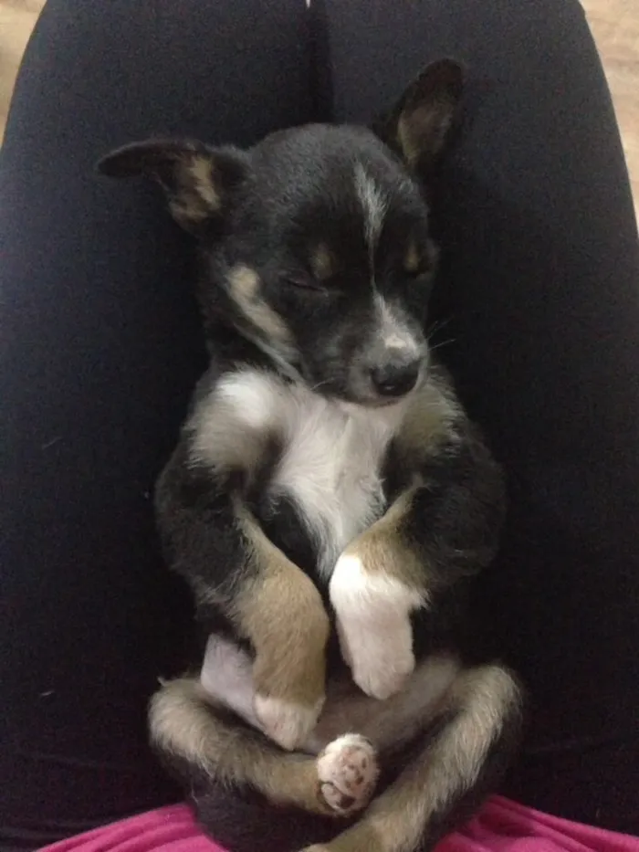 Cachorro ra a Indefinida idade 2 a 6 meses nome Sem nome