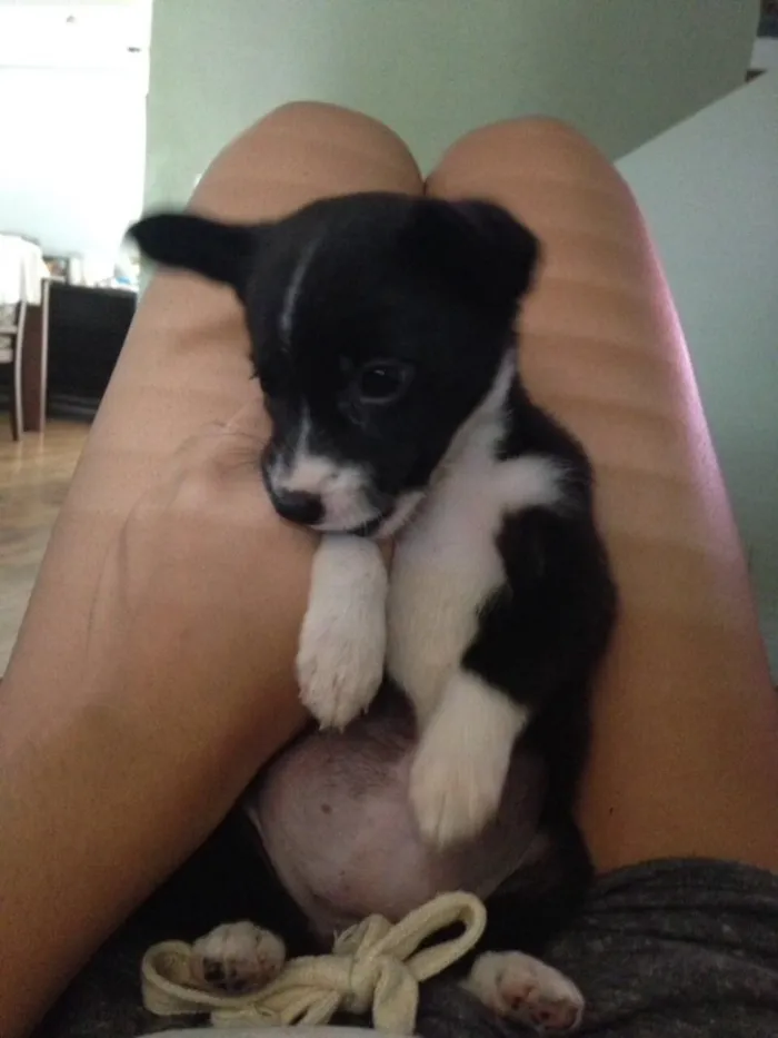 Cachorro ra a Indefinida idade 2 a 6 meses nome Sem nome