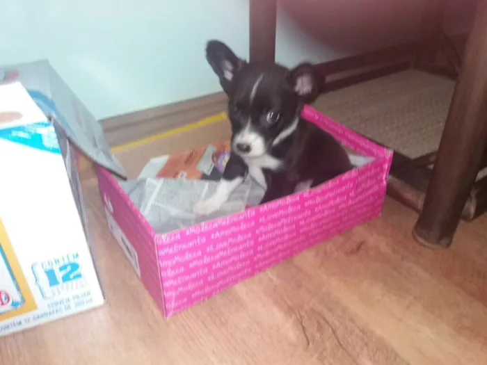 Cachorro ra a Indefinida idade 2 a 6 meses nome Sem nome