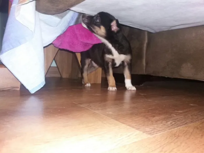 Cachorro ra a Indefinida idade 2 a 6 meses nome Sem nome