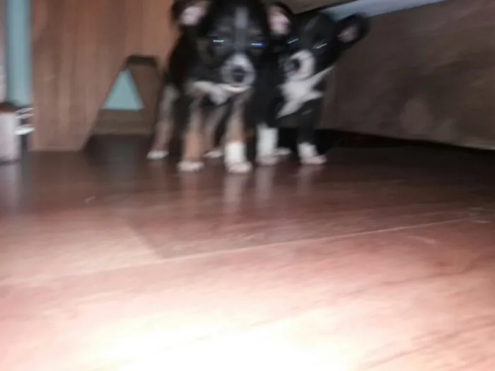 Cachorro ra a Indefinida idade 2 a 6 meses nome Sem nome