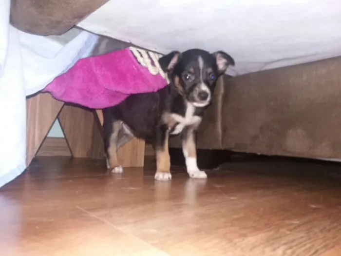 Cachorro ra a Indefinida idade 2 a 6 meses nome Sem nome