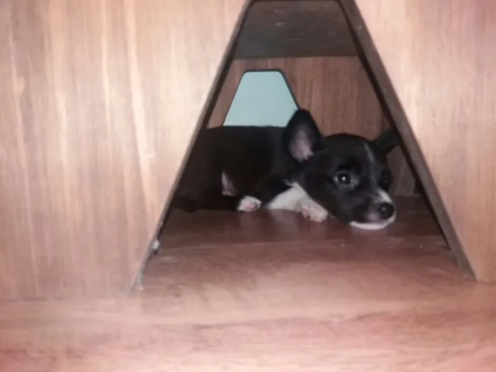 Cachorro ra a Indefinida idade 2 a 6 meses nome Sem nome