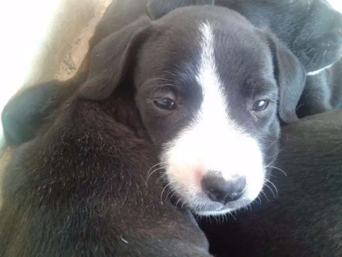 Cachorro ra a  idade 2 a 6 meses nome sem nomes ainda
