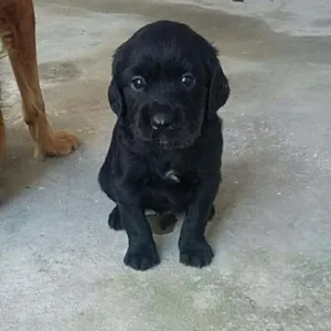 Cachorro raça  idade 2 a 6 meses nome sem nomes ainda