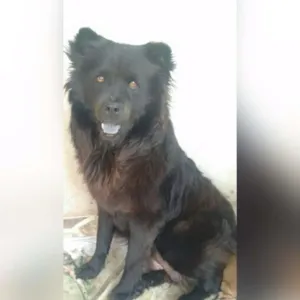 Cachorro raça Chowchow com virá lata idade 1 ano nome Mia