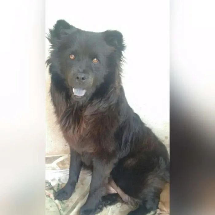 Cachorro ra a Chowchow com virá lata idade 1 ano nome Mia