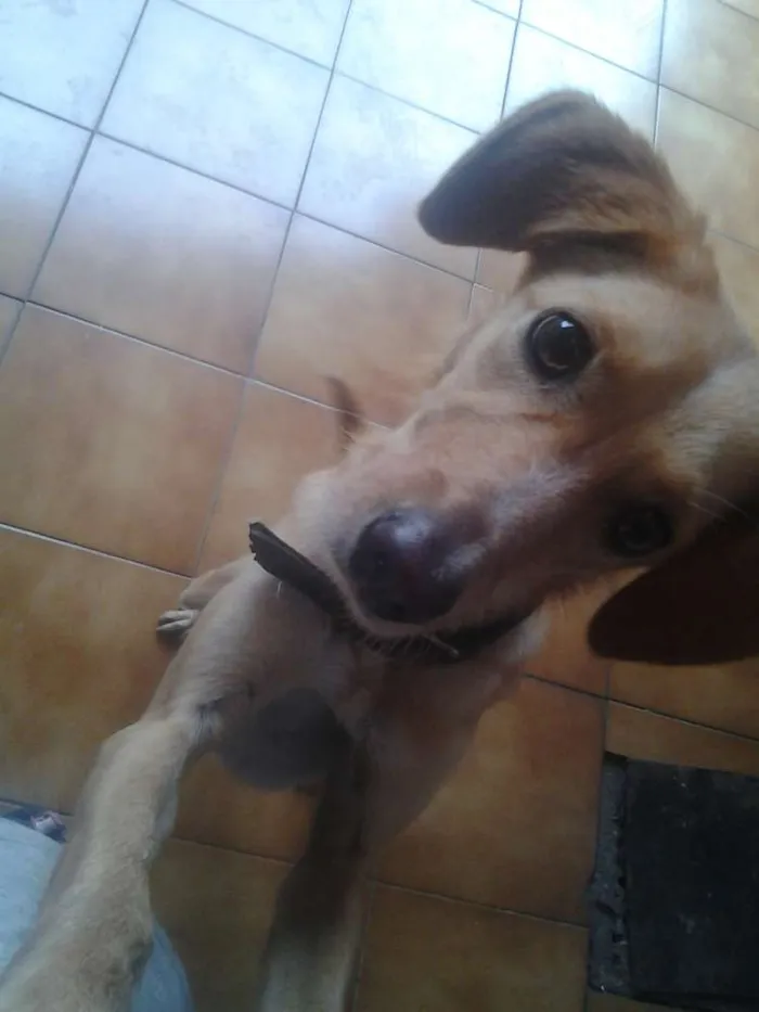 Cachorro raça Vira-Lata idade 2 anos nome Dory