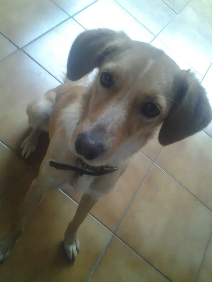 Cachorro raça Vira-Lata idade 2 anos nome Dory