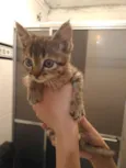 4 Gatos