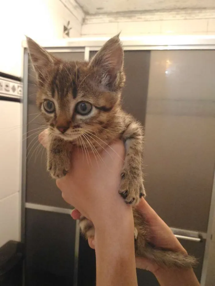 Gato ra a SRD idade Abaixo de 2 meses nome 4 Gatos