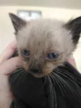 4 Gatos