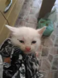4 Gatos