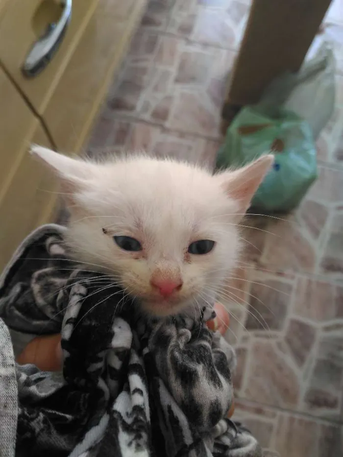 Gato ra a SRD idade Abaixo de 2 meses nome 4 Gatos