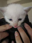4 Gatos