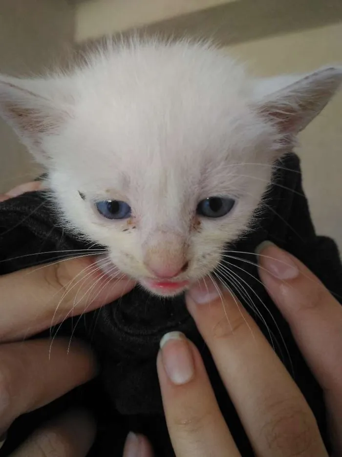 Gato ra a SRD idade Abaixo de 2 meses nome 4 Gatos
